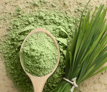 barley grass powder