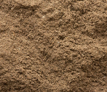 jatamansi powder